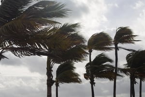 Hurricane force winds blowing through palm trees